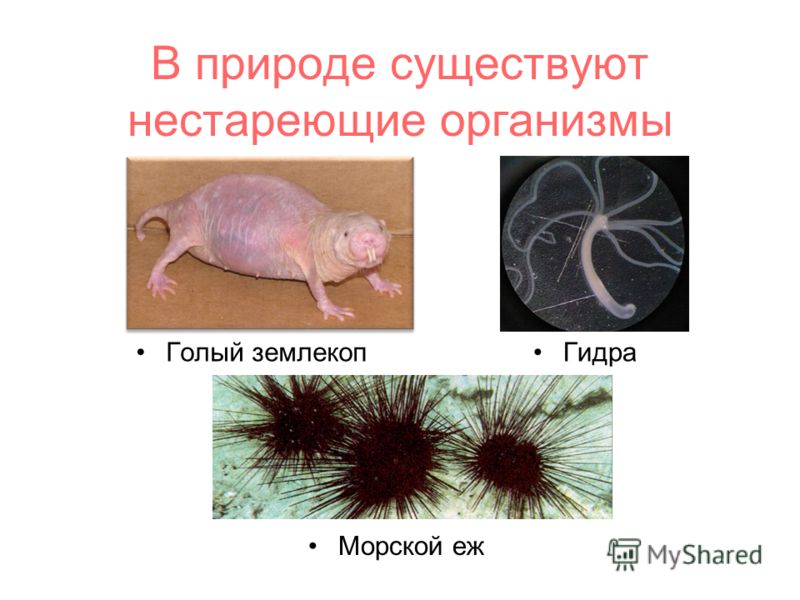Кракен что это такое наркотики
